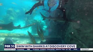 Swim with sharks at Discovery Cove [upl. by Makell]