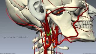 External Carotid Branches  3D Anatomy Tutorial [upl. by Stephine]