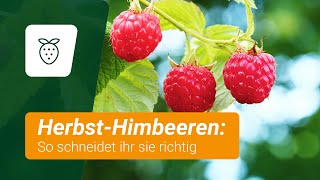 HerbstHimbeeren schneiden und winterfest machen [upl. by Raddy529]