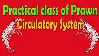 Practical Class of Prawn  Circulatory System [upl. by Levan]