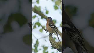 Chaffinch Singing  Bird Sounds [upl. by Euf]