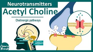 Neurotransmitters  Acetyl choline  Cholinergic pathways in the brain [upl. by Pejsach]