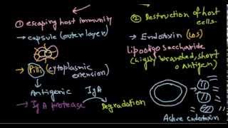 Neisseria meningitidis pathogenesis [upl. by Adlai]