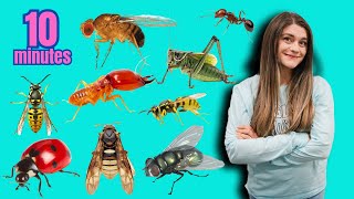 10 MINUTES Popular Insects in the World  English Vocabulary for Everyone  Easy English [upl. by Shaya]