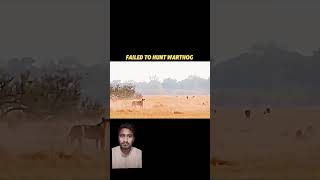 Lion Vs Cheetah animals cheetah lionfight army respect lionsfight lion pubg lionworld [upl. by Anoirb]