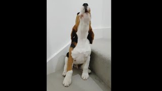 Cute compilation of beagle puppy arooing  howling  barking [upl. by Wun]