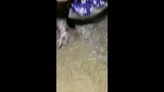 catching eels in chinese amazing eels [upl. by Xyno]