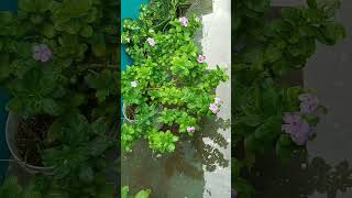 Grow plants at home part 2 nature plants [upl. by Aikkan122]