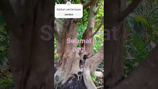 Hokianti lokal subur dan menyejukanbahanbonsai bonsai hokiantilokal [upl. by Layol]