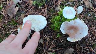 Diferencia la sabrosa harinera de los clitocibes tóxicos Clitopilus prunulus Clitocybe phyllophila [upl. by Sorilda]