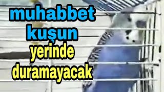 cicikusmavis5575 muhabbet kuşun yerinde duramayacak cicikuş babacik aşkım [upl. by Easton]