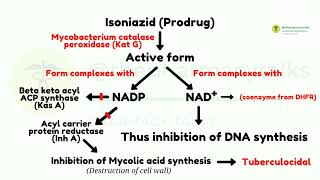 Isoniazid and its Mechanism of Action [upl. by Eiraminot789]