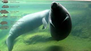 Mating Manatees [upl. by Beattie193]