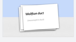 Wolffian duct  Mesonephric duct [upl. by Holli]