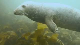 Seal Dive Lundy 30 07 2022 [upl. by Viviyan]