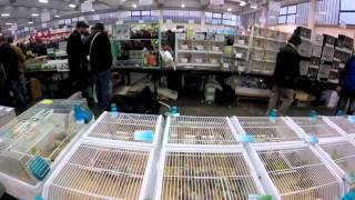 International Ornithological Show Reggio Emilia 2015 part 3 [upl. by Linoel]