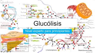 La GLUCÓLISIS en 8 minutos nivel experto para principiantes  Rodolfo Zamudio [upl. by Ergener]