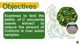 Video PPT Ability of C esculenta reduce Coliform [upl. by Stolzer]