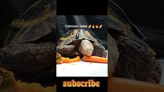 Asmr turtle eating carrot 🥕 [upl. by Graig]