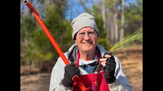 Planting Longleaf Pines [upl. by Aicenav]