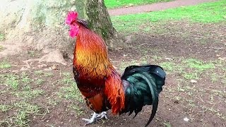 Rooster Crowing Compilation Plus  Rooster crowing sounds Effect 2016 [upl. by Hsemar559]