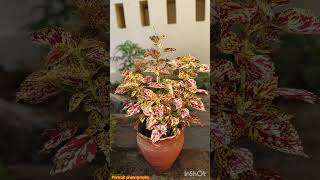 Coleus plant pic [upl. by Aynnek]