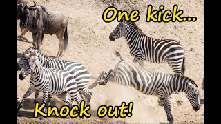 Zebra knocks out wildebeest with a single kick [upl. by Hadeehsar306]