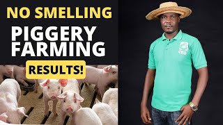 Massive production from Pig Farming  REAL and Practical Results [upl. by Audry]