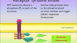 Receptor tyrosine kinase [upl. by Accebar487]