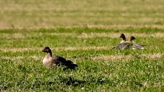 Pink footed Geese North Norfolk [upl. by Millan47]