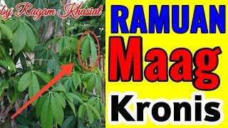 AlhamdulillahObat Tradisional Maag Kronissangat ampuh dan terbuktiObat Maag kronis [upl. by Ramah419]