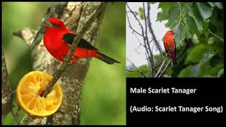 Scarlet Tanager MaleFemale with Bird Song and Call [upl. by Relyt142]