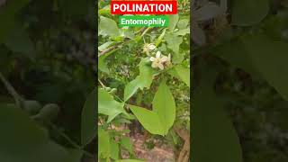 shorts Pollination Entomophily Pollination in Angiosperms And Gymnosperm BioPoint [upl. by Edyaj]