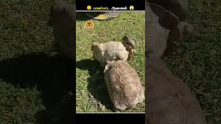 இந்த மாதிரியான ஆமைகளை பாத்தா உடனே Help பண்ணுங்க  Turtle Upside Down  Animal Voiceover Tamil [upl. by Ynogoham]