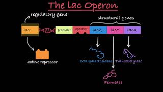 The lac Operon Explained [upl. by Polivy]