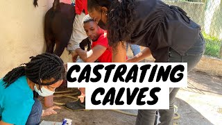 HOW TO CASTRATE A CALF [upl. by Ber]