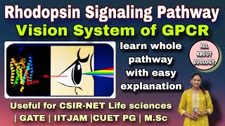 RHODOPSIN SIGNALING PATHWAY OF GPCR  MSc Classes  Cell Biology CSIRNET LIFE SCIENCES GATE [upl. by Enreval]