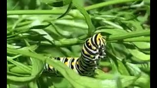 Eastern black swallowtail caterpillars on parsley plants [upl. by Benilda]