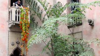 Installing the Nasturtiums [upl. by Fabyola599]