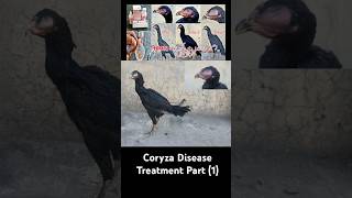 Coryza Disease Symptoms In Chickens And Treatment [upl. by Cohleen391]