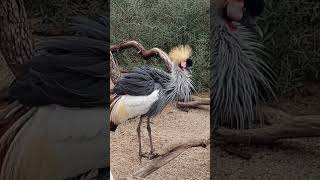 Impresionante parque botánico y zoológico FAUNIAMadridEspañalemur faunia aves parquemadrid [upl. by Katrinka]