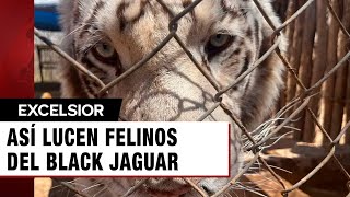 Así lucen felinos del Black Jaguar del Ajusco cuyo rescate costó 765 mdp [upl. by Brower]