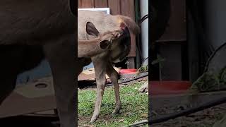 newborn new life born deer wildlife wildanimals animallover shorts youtube nature [upl. by Maidie]