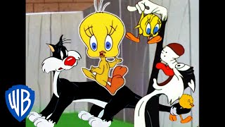 Looney Tunes  I Taut I Taw a Putty Tat  Classic Cartoon Compilation  WB Kids [upl. by Iand]