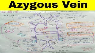 Azygous Accessory Hemi Azygous Hemi Azygous Vein  Part 1  The Charsi of Medical Literature [upl. by Nirb]