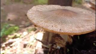 Wild edible cultivable Volvariella bombycina on banana pseudostem first report in Goa [upl. by Liagibba]