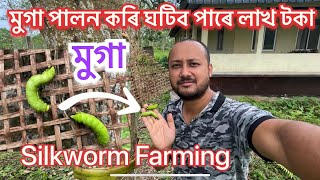 কেনেকৈ মুগা পালন কৰে Muga Farming॥ Muga cultivation process॥ Silkworm farming॥ Pure muga silk Assam [upl. by Crescentia324]