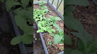 Tobacco Work In Progress tobacco tobaccotalk tobaccoproducts gardening growyourownfood [upl. by Yrag202]