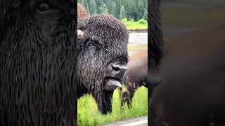 In Yellowstone National Park American bison roam freely in vast herds [upl. by Yragerg271]