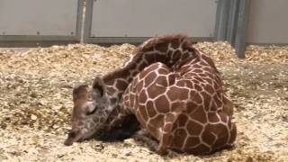 Baby Giraffe Sleeping [upl. by Fricke965]